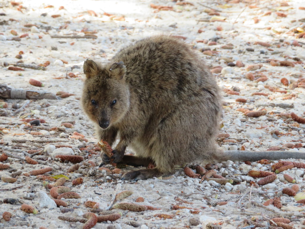 rottnest island australia quokka sighting