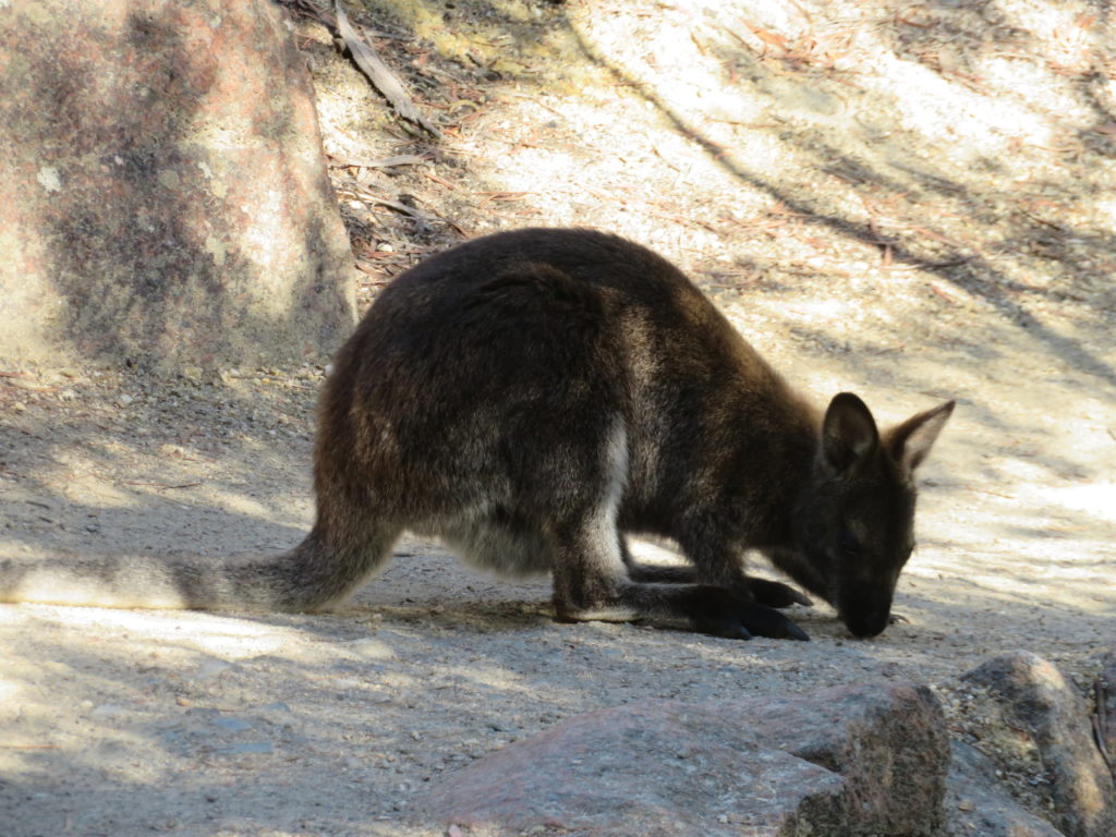 wineglass bay freycinet national park wallaby tasmania wildlife