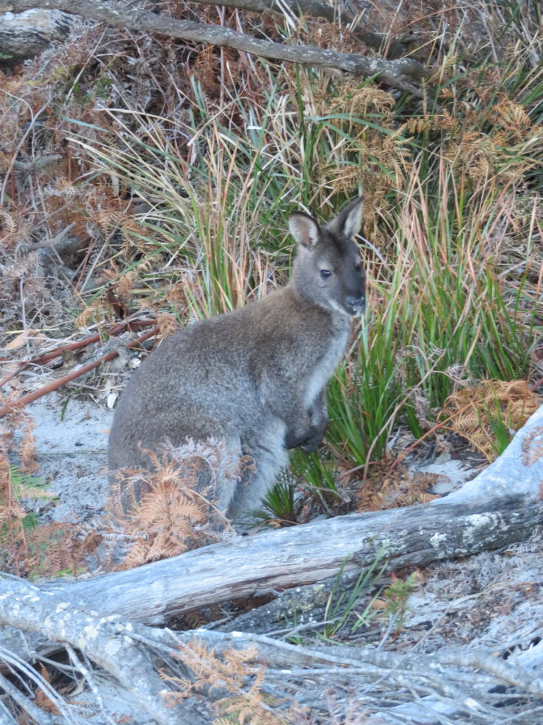 Freycinet national park tasmania wineglass bay how to get there day trip