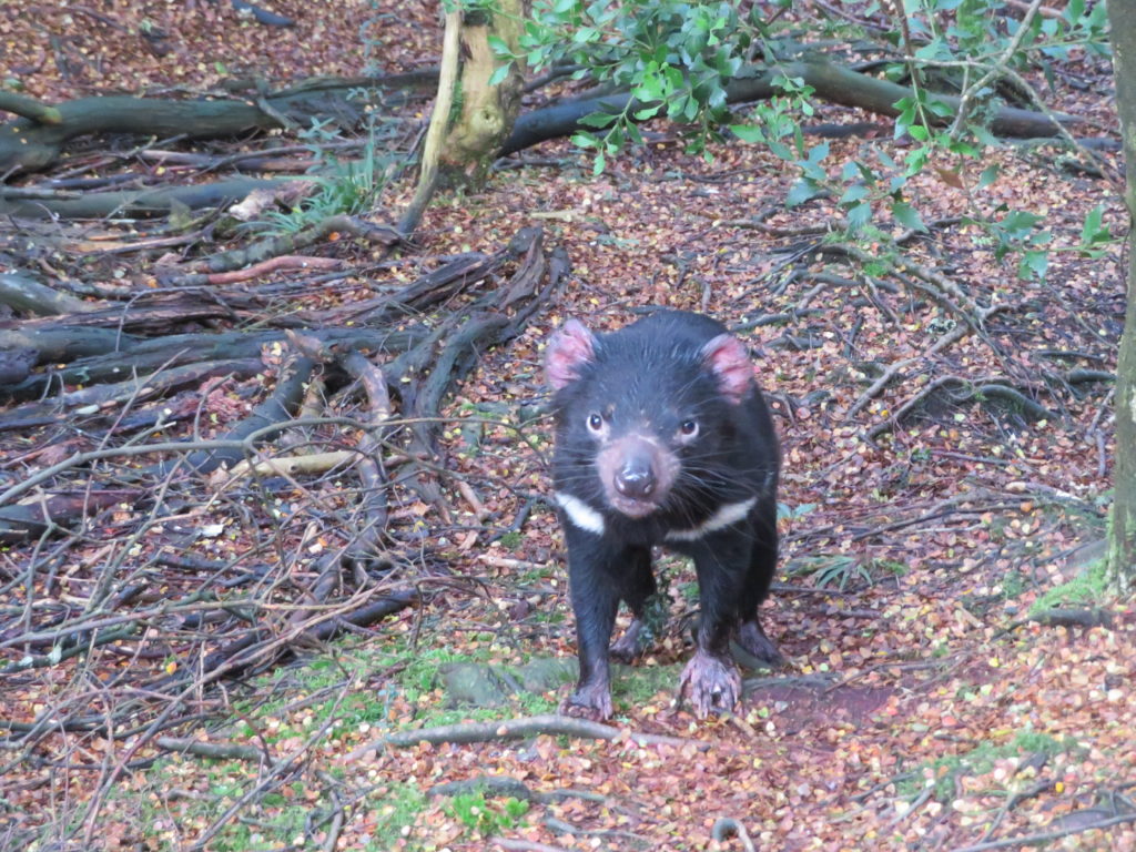 Tasmanian devil devils at cradle review cradle mountain adult tasmanian devil where to see them in australia