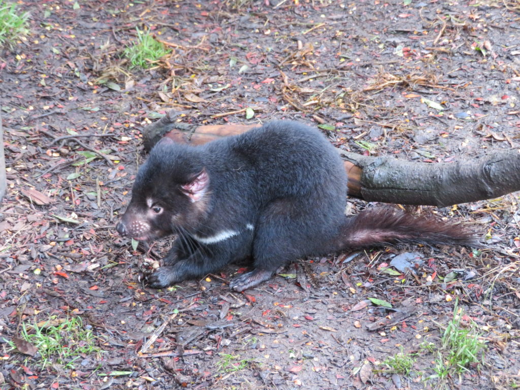 baby tasmania devil devils at cradle review