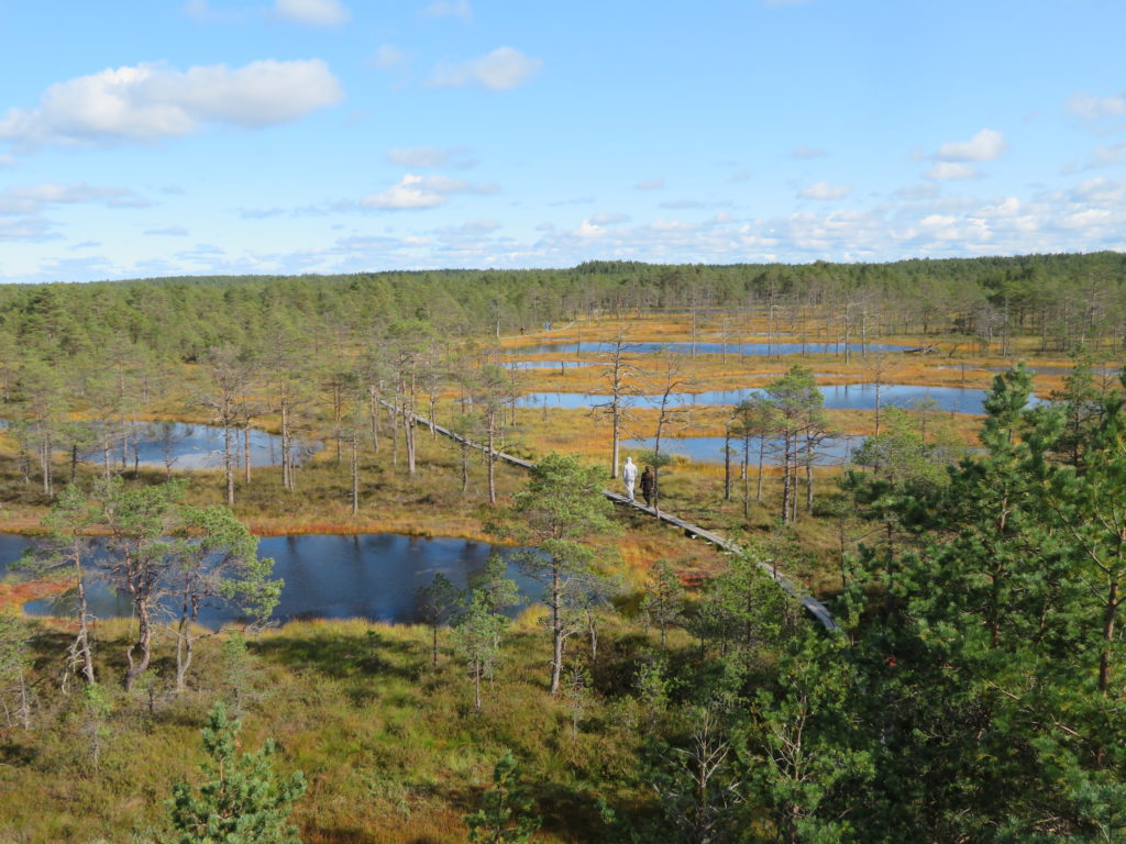 Viru bog Lahemaa national park estonia day trips from Tallin things to see and do view from the observation deck