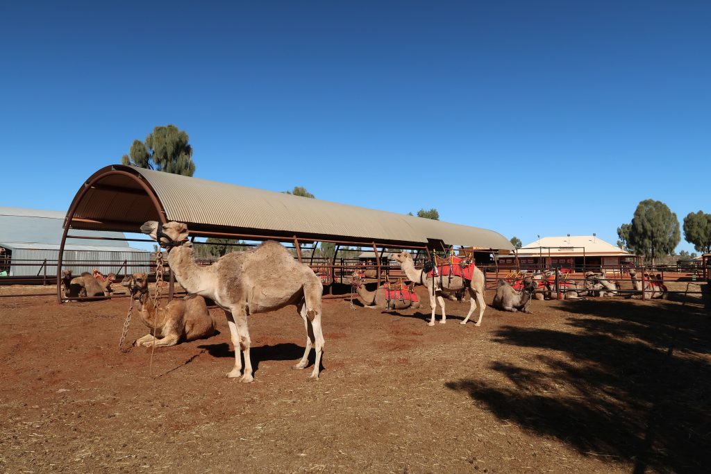 yulara camel farm things to see and do in the red centre australia 4 day itinerary