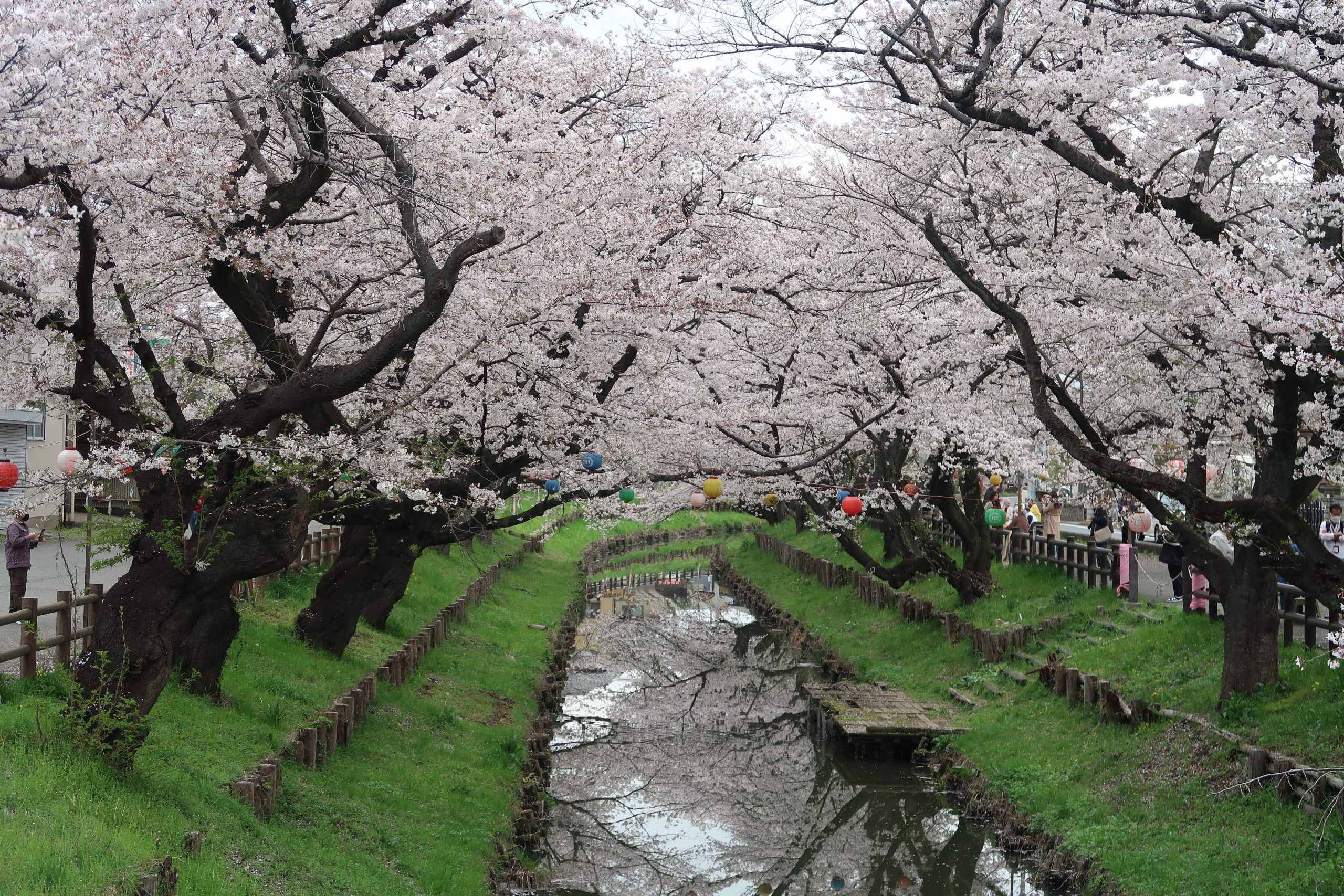 Shingashi Riverbank Cherry Blossoms kawagoe day trip from japan itinerary things to see and do