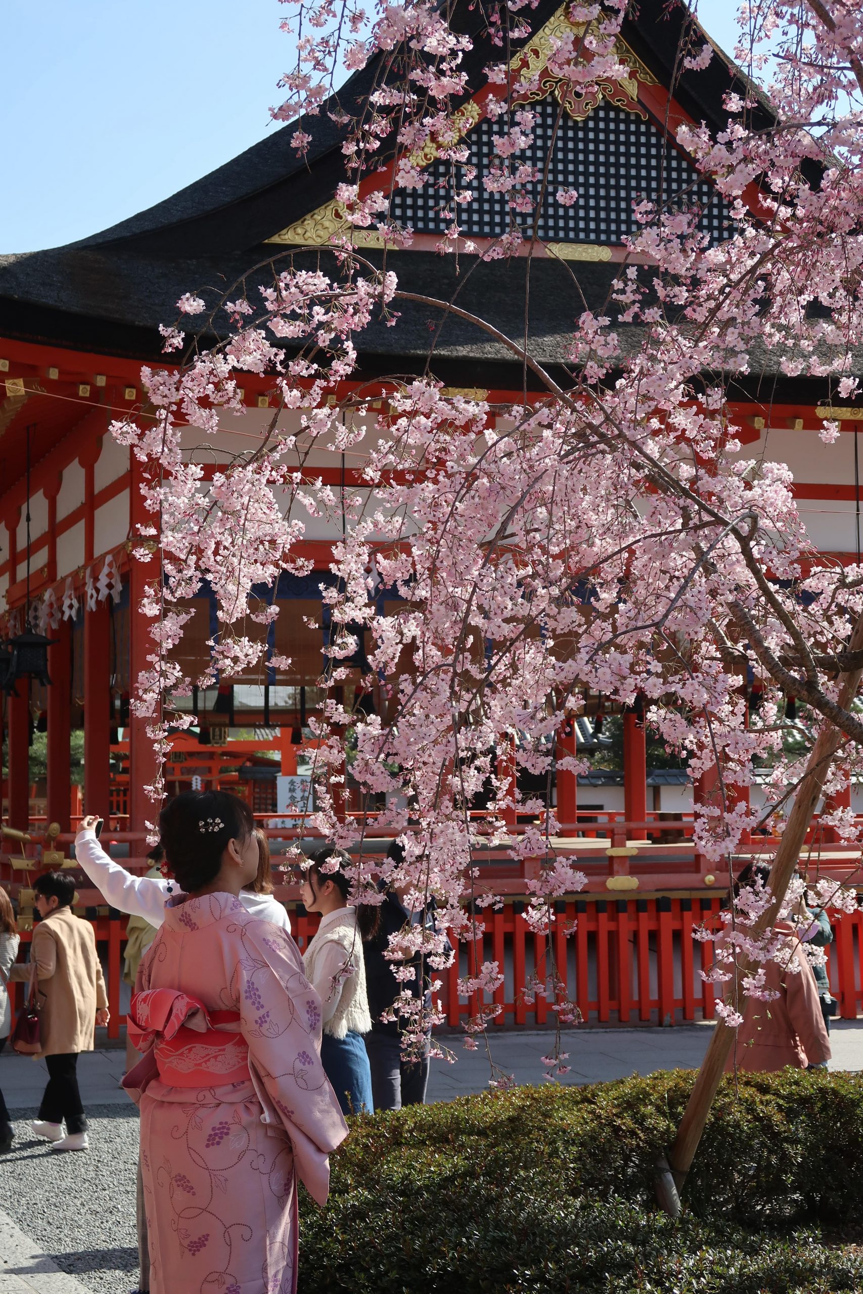 cherry blossoms japan detailed itinerary things to see and do tips best viewing locations tokyo kyoto osaka