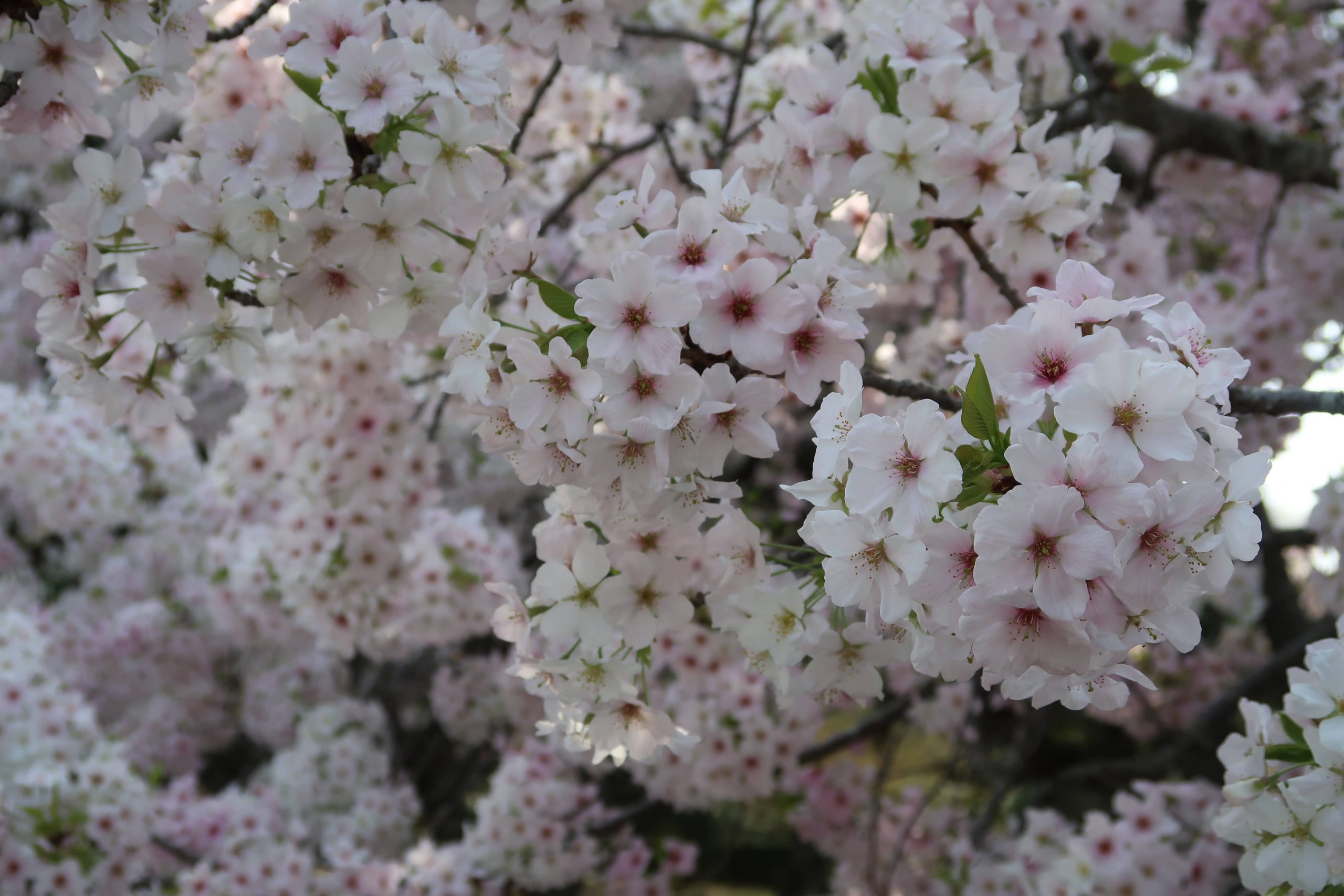 cherry blossoms japan itinerary best time of year viewing location things to see and do tokyo kyoto osaka
