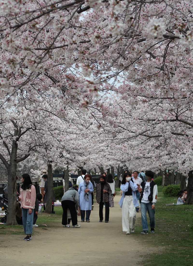 Where to see cherry blossoms in Japan – Part 2 (Kyoto, Osaka and Nara)