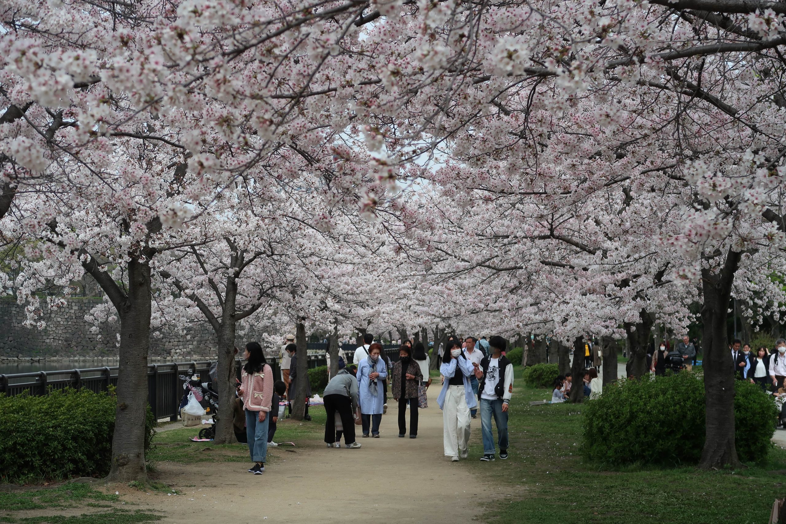 japan cherry blossoms osaka best viewing locations day trip from kyoto itinerary schedule
