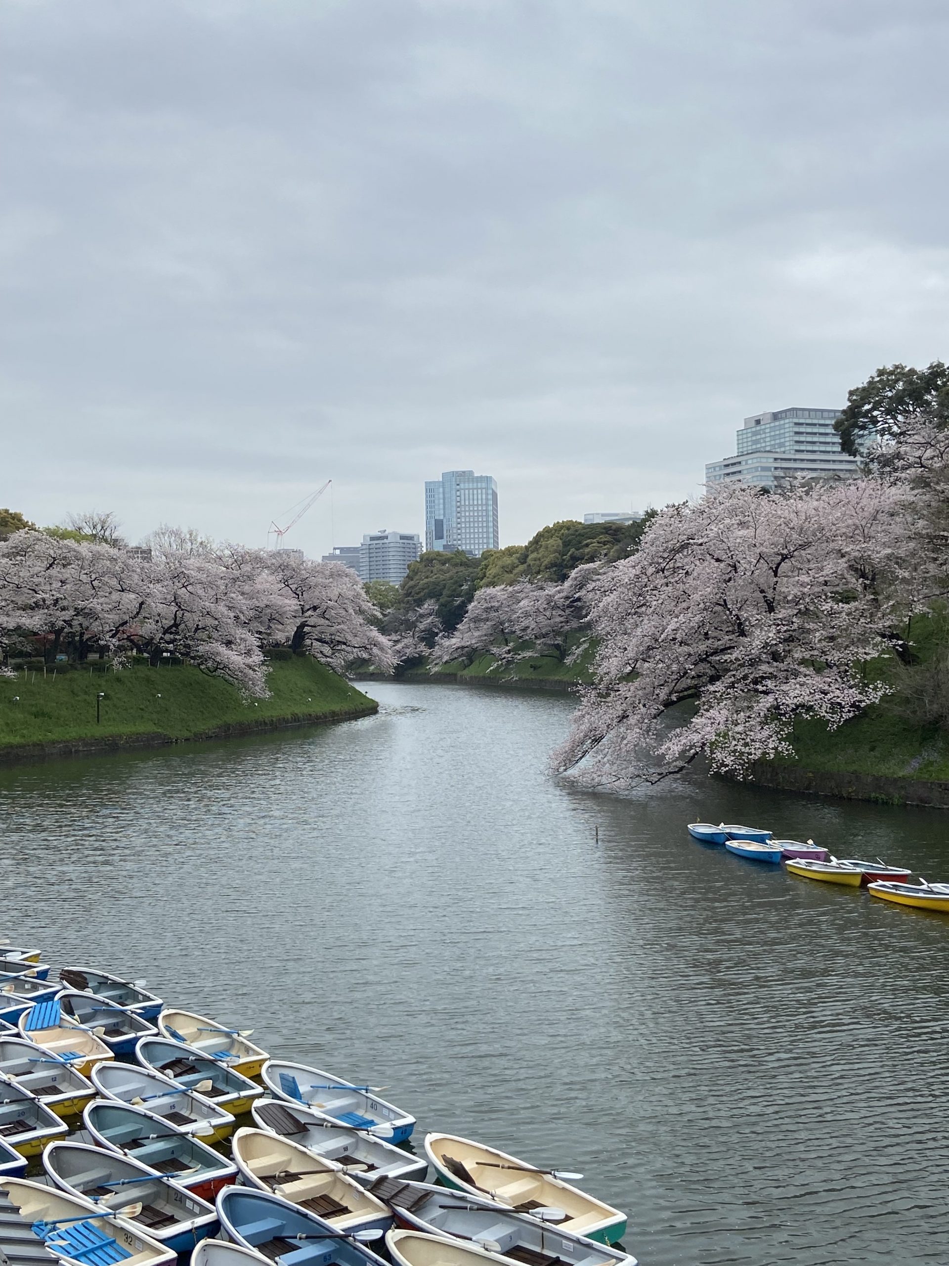Chidorigafuchi Moat tokyo japan where to see cherry blossoms osaka kyoto best places when is peak bloom