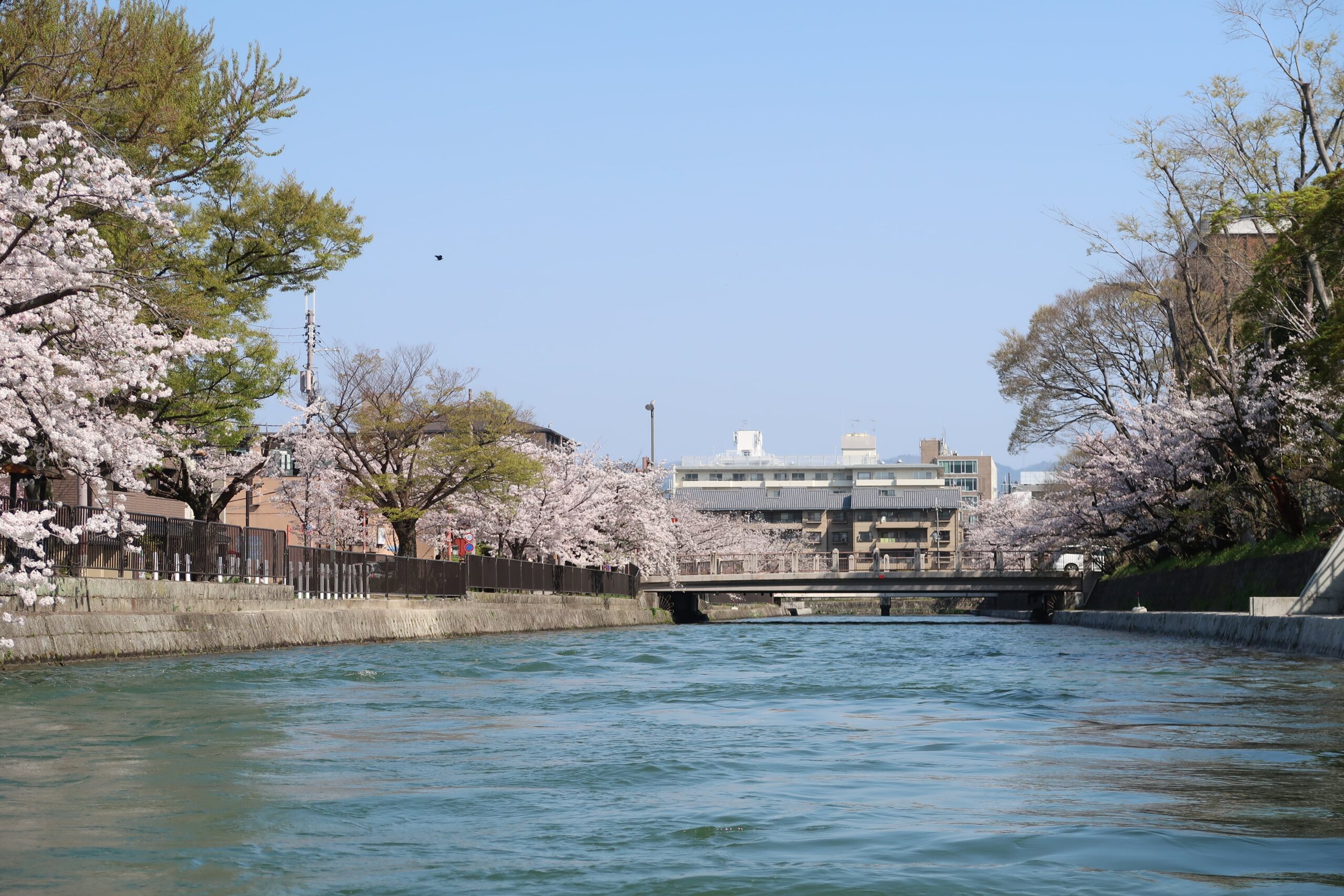kyoto nanzenji boat pier river boat tour of the cherry blossoms in japan things to see and do kyoto
