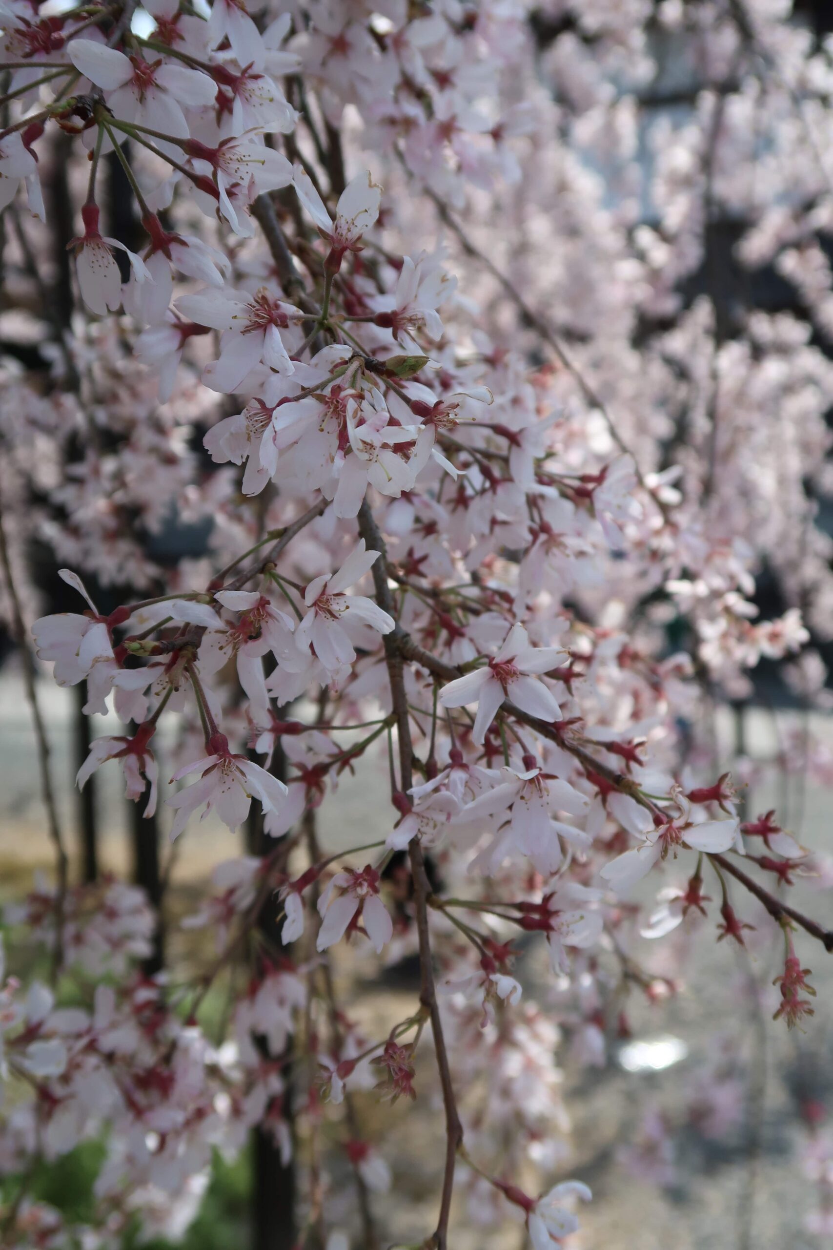 cherry blossoms japan where to photograph cherry blossoms best photo spots in tokyo kyoto osaka nara
