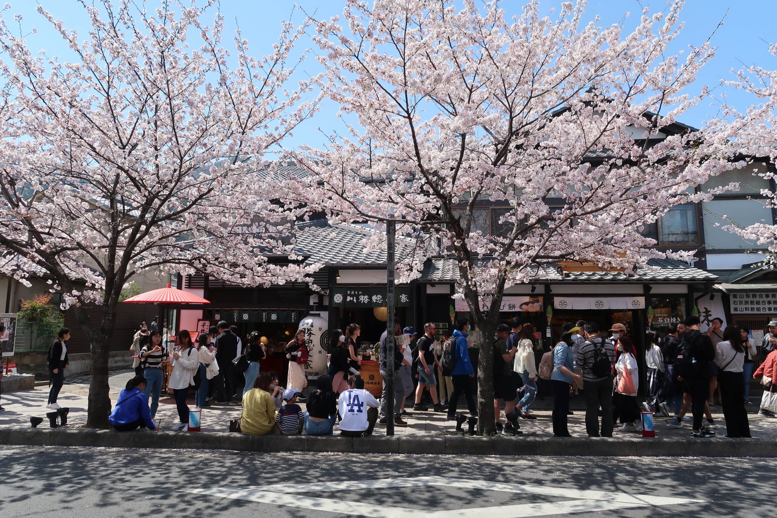 Arashiyama station kyoto monkey park things to see and do where to find cherry blossoms in japan