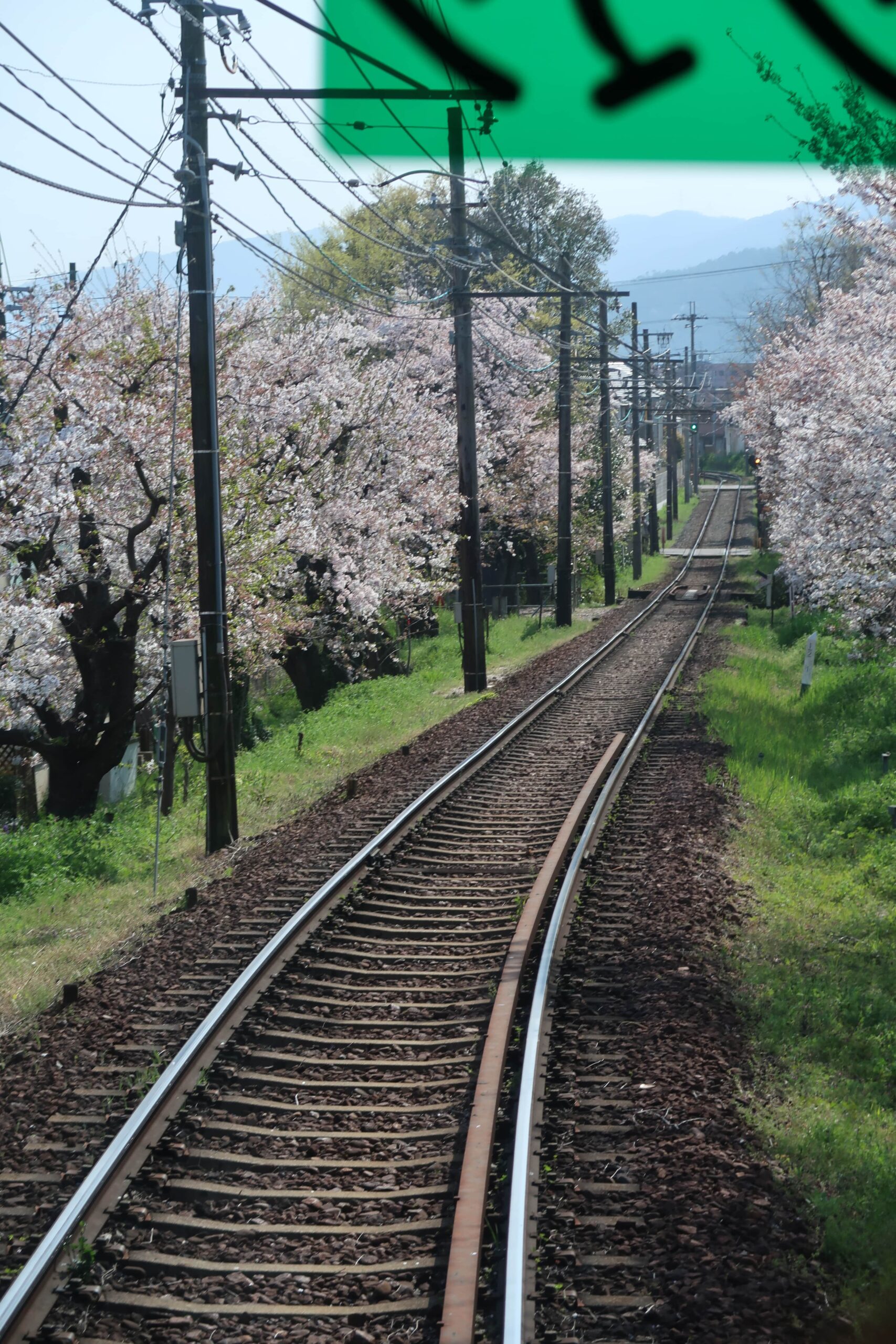 cherry blossoms kyoto on the tram march april where to find cherry blossoms