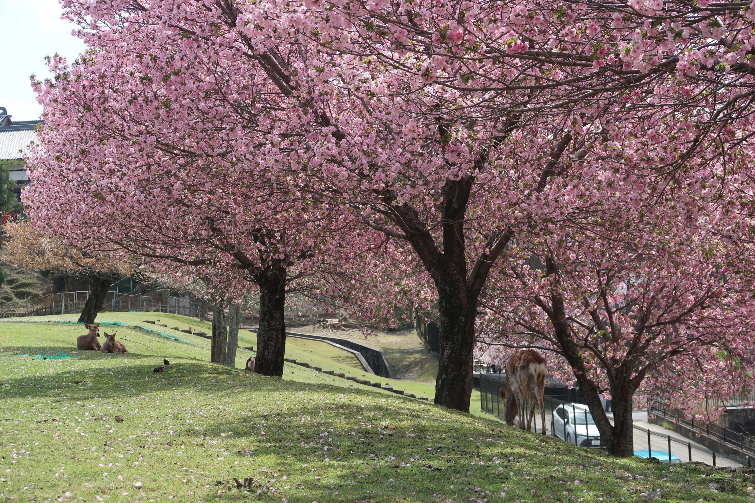 cherry blossoms nara where to find them deer park best cherry blossom photo spots japan kyoto day trip