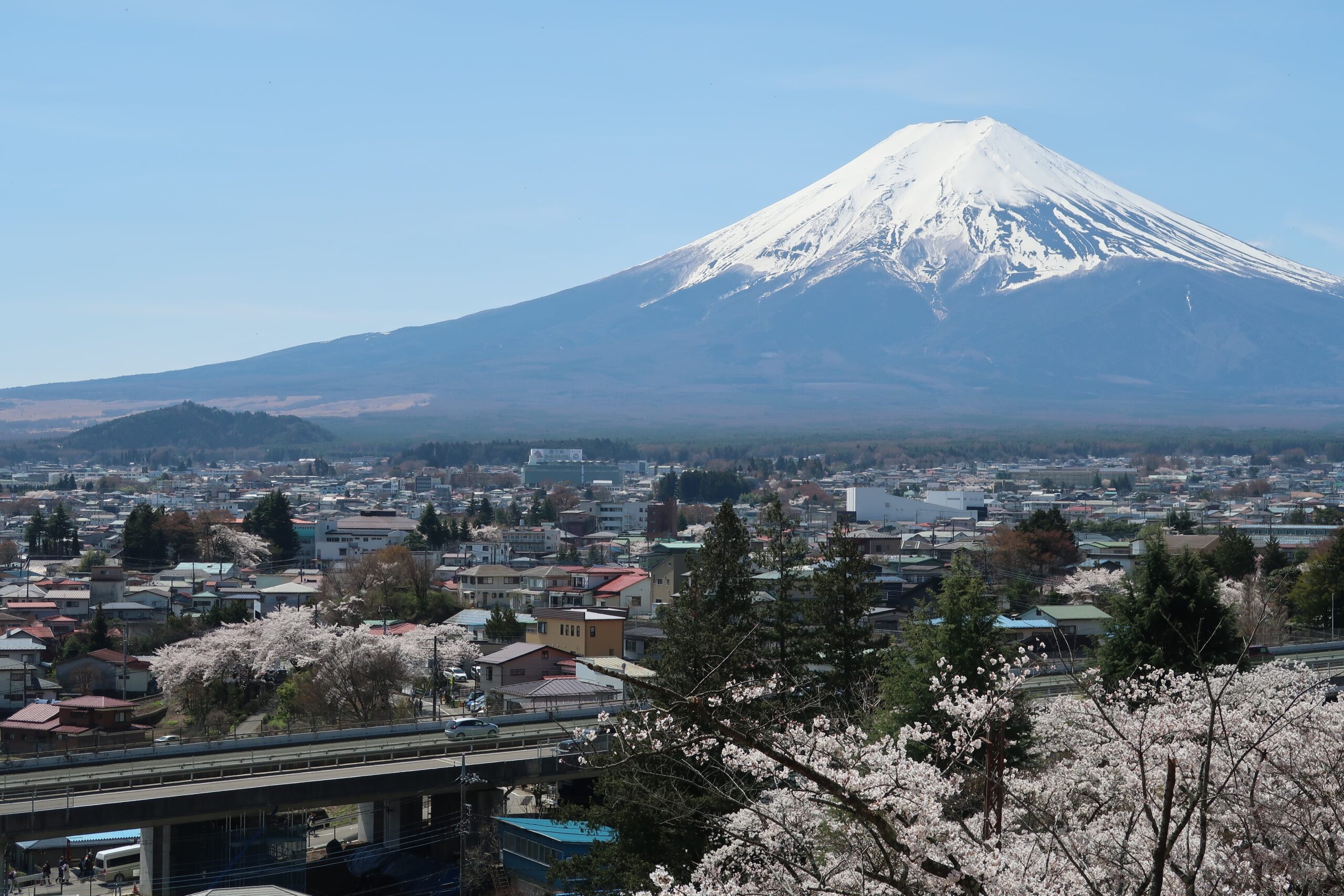 mount fujo cherry blossoms day trip from tokyo via bus things to see and do