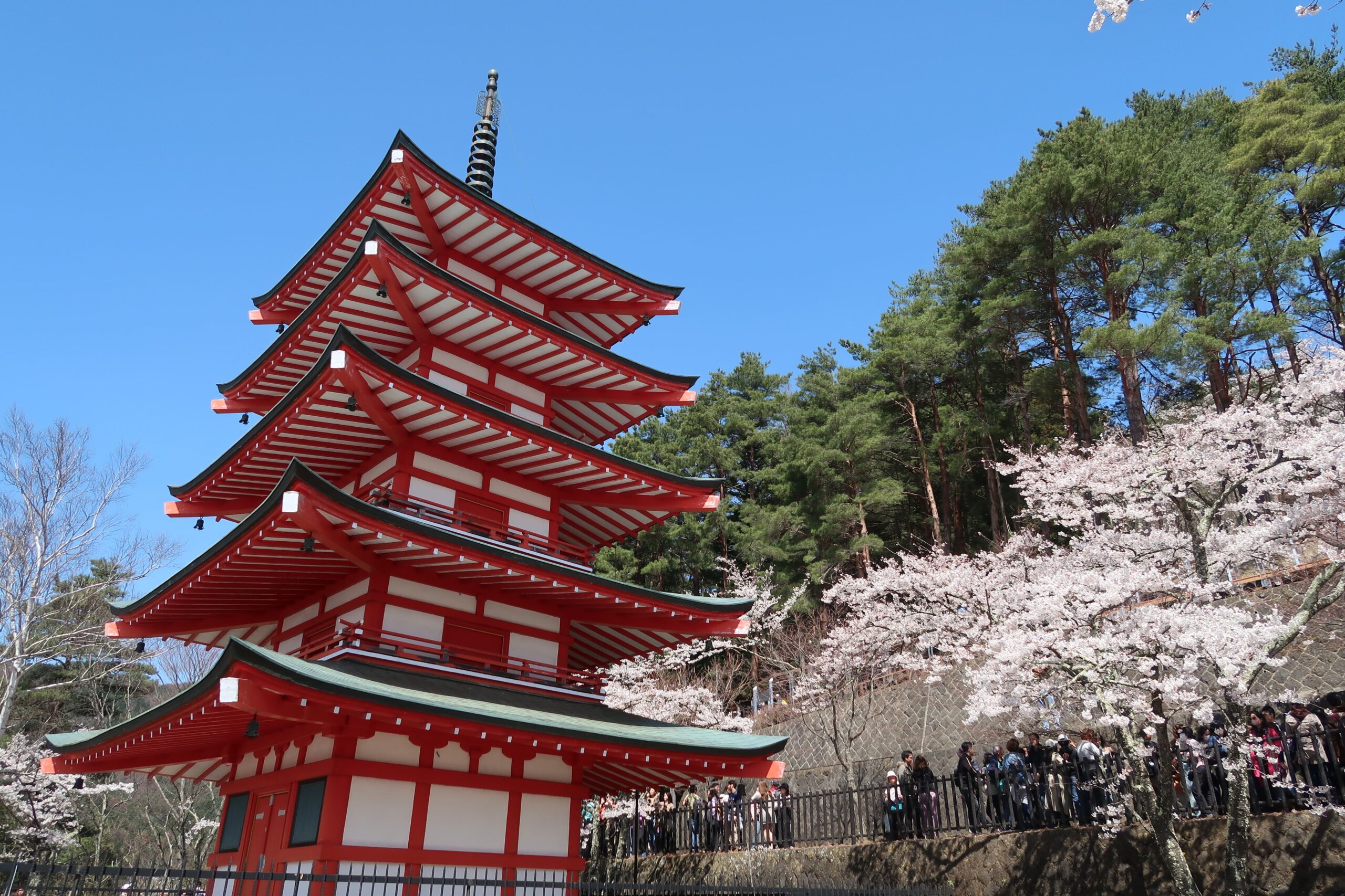 tokyo mount fuji chureito pagoda viewpoint cherry blossoms march april how to get there what to see and do