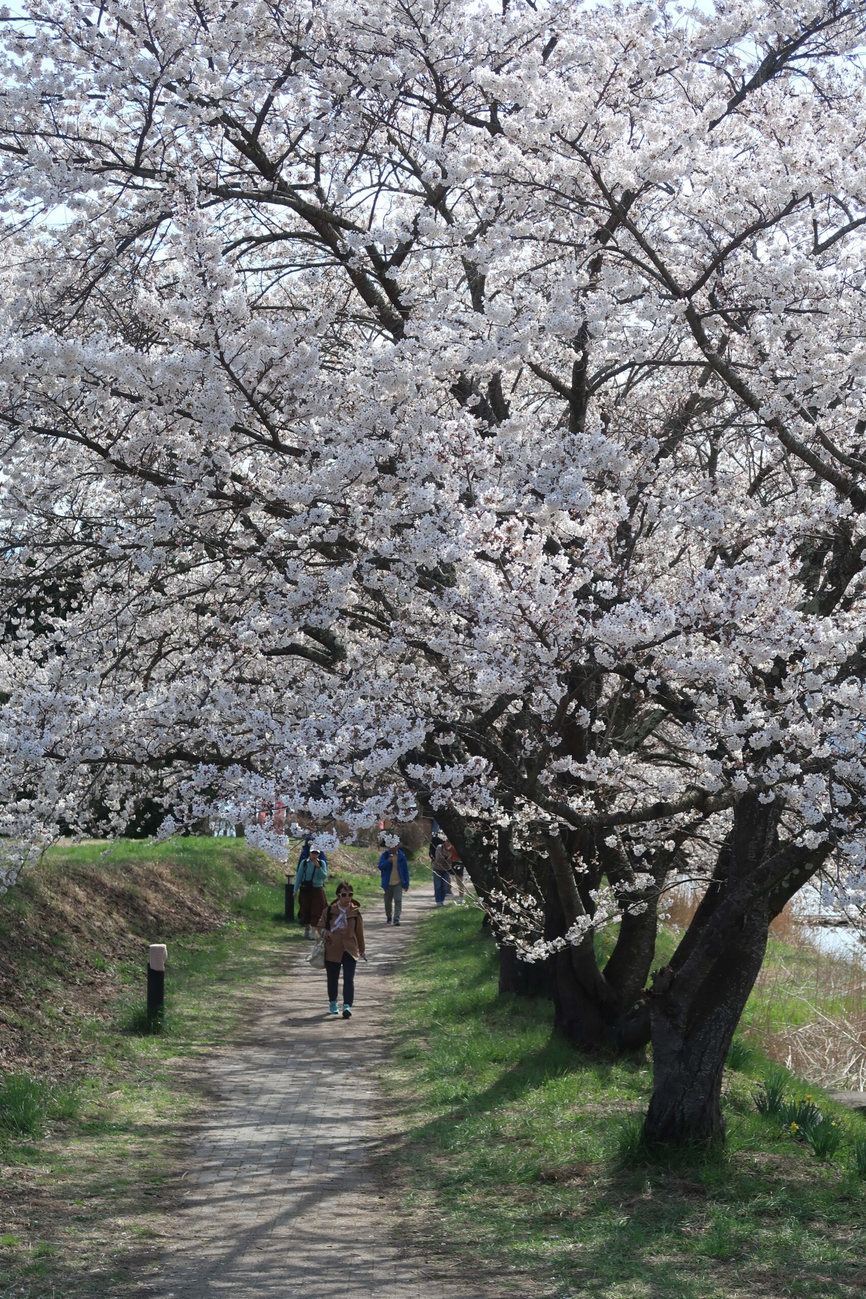 mount fuji 5 lakes cherry blossoms where to find cherry blossoms how to photograph tokyo kyoto osaka nara itinerary