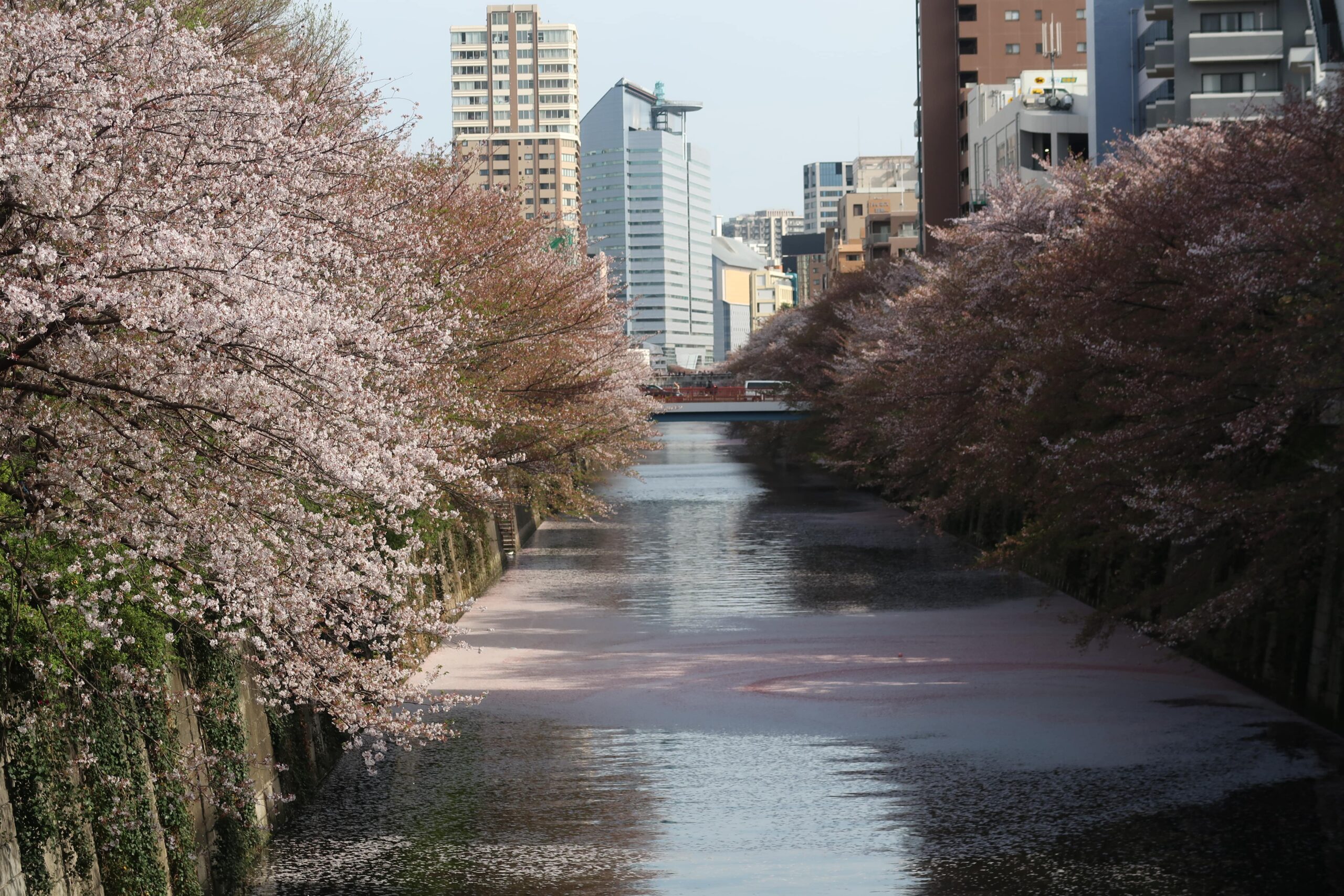 meguro river tokyo cherry blossoms past peak is it worth visiting in april