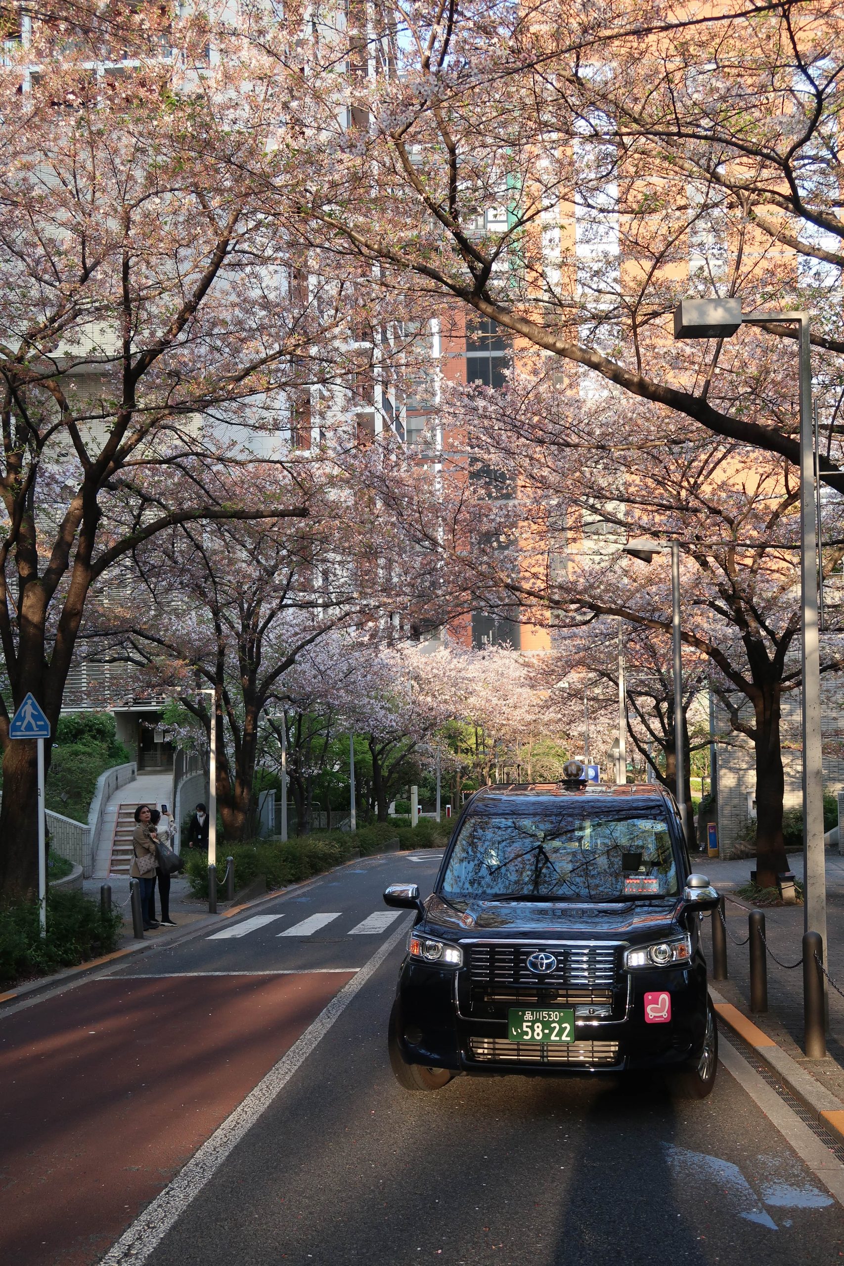 cherry blossoms roppongi hills tokyo Roppongi Sakurazaka street where to find the best cherry blossoms view japan
