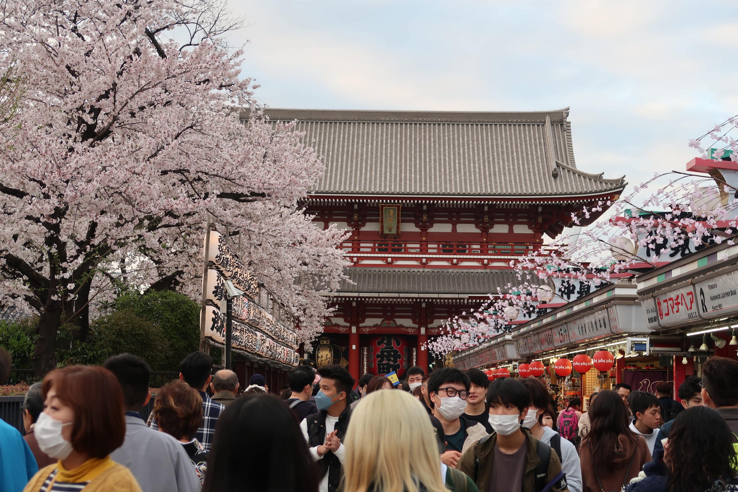senso-ji temple hozomon gate tokyo cherry blossoms things to see and do-min
