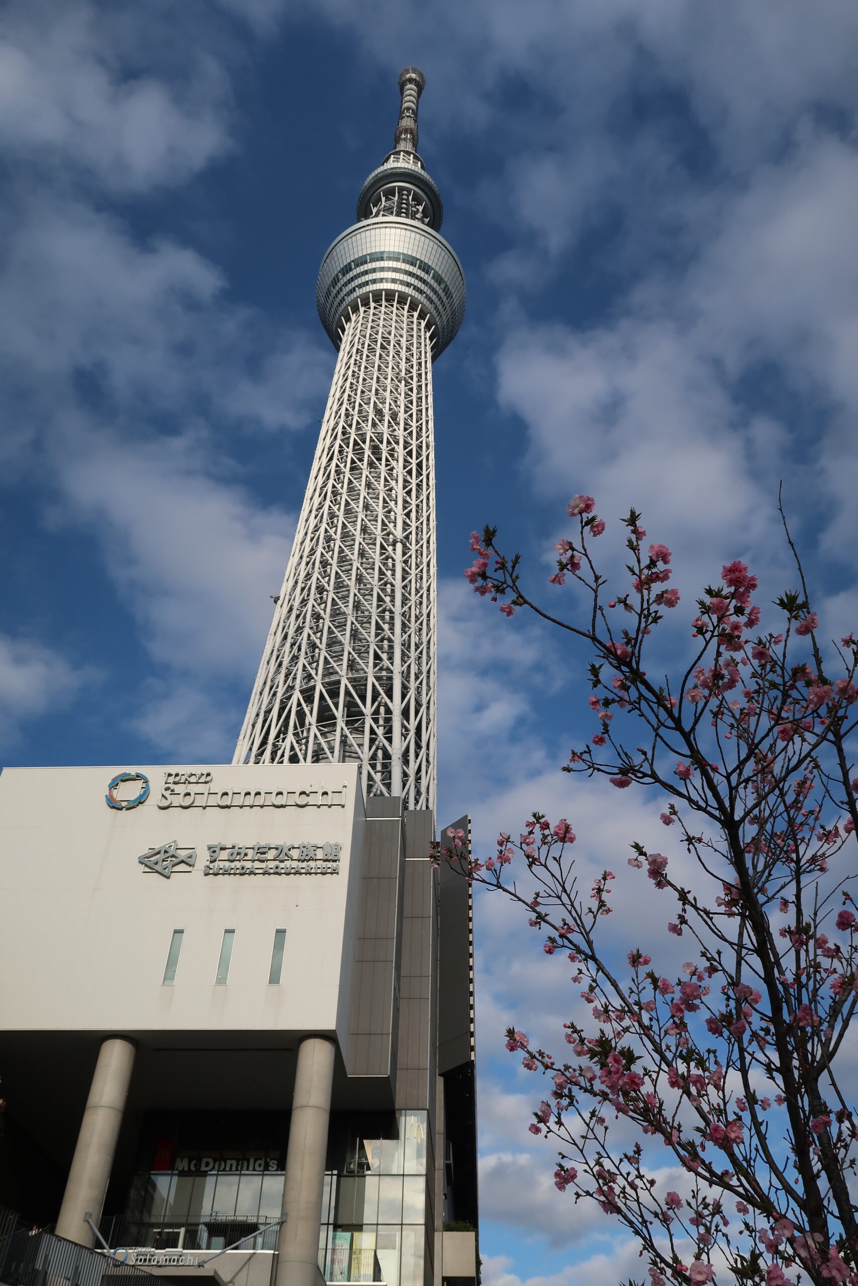 tokyo skytree cherry blossoms where to find cherry bossoms in tokyo best viewpoints what time of year to visit march april