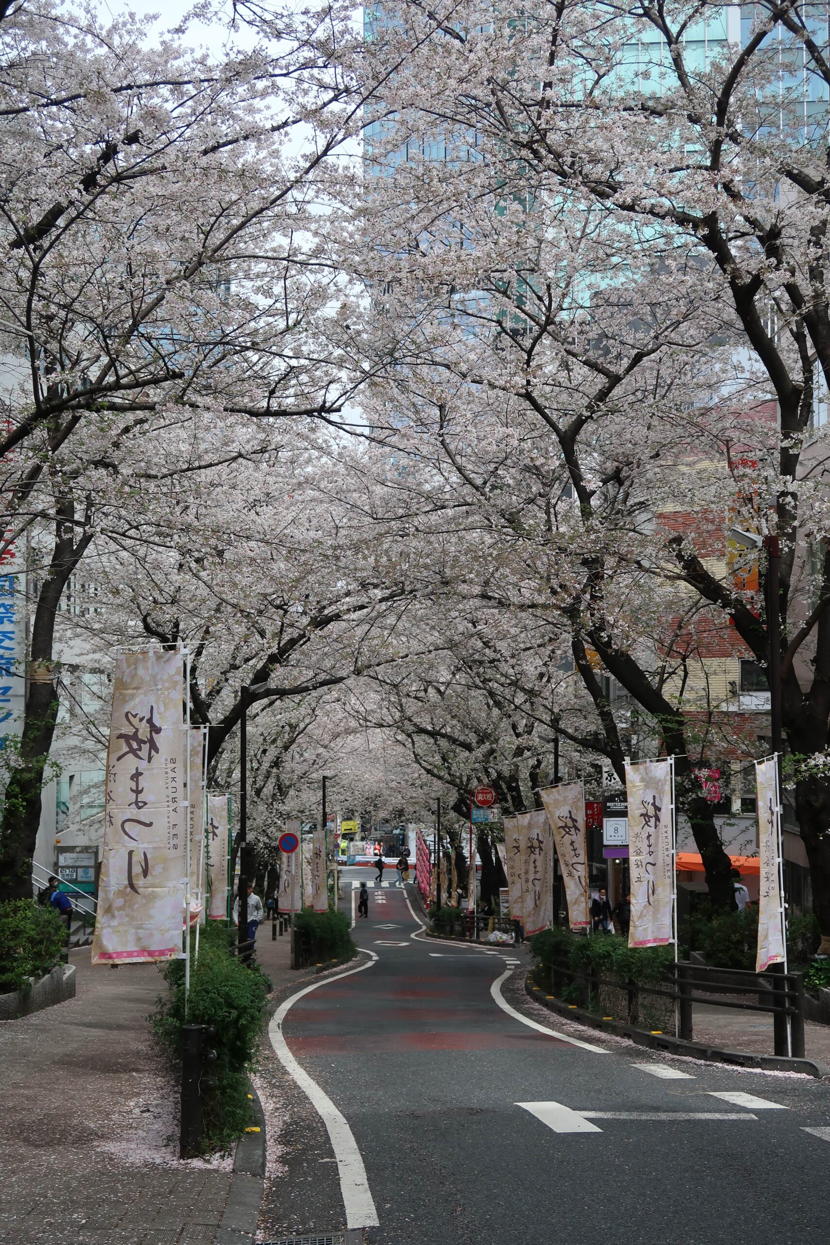 Sakura Street Shibuya tokyo best cherry blossom locations where to see cherry blossoms guide to photographing cherry blossoms