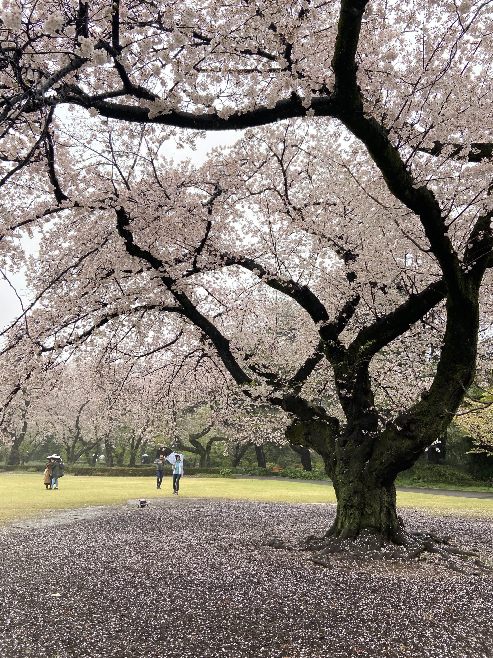 Shinjuku Gyoen National Garden cherry blossoms peak what time of year march april tokyo japan best places to see the cherry blossoms hanami