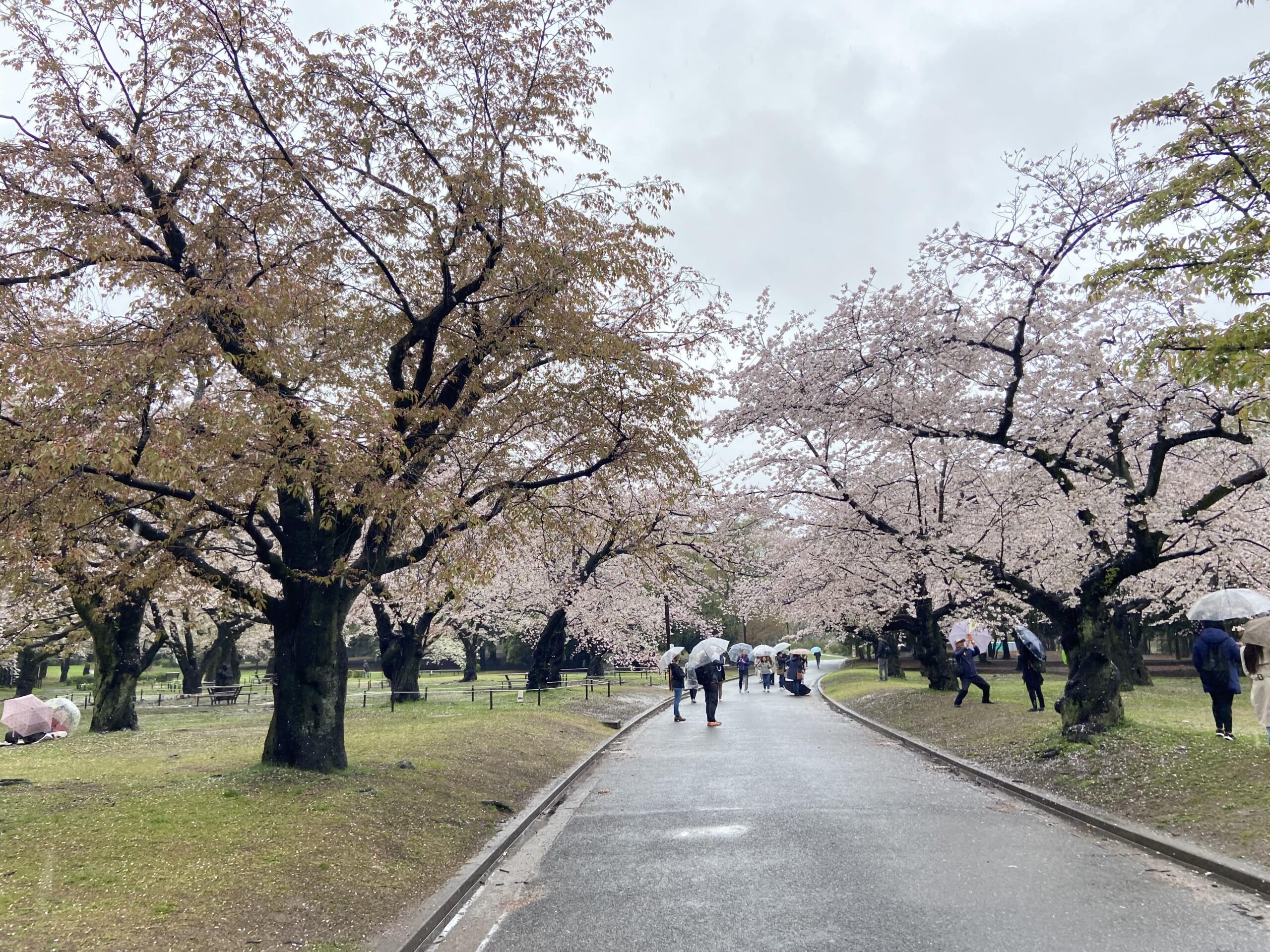 Shinjuku Gyoen National Garden tokyo hanami best cherry blossom photo spots in japan where to find cherry blossoms