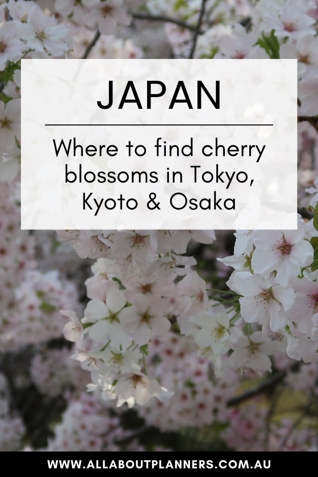 cherry blossom locations in tokyo kyoto osaka nara mount fuji kawagoe where to find cherry blossoms