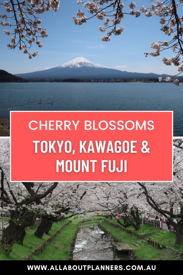 cherry blossoms tokyo kawagoe mount fuji where to see the cherry blossoms photography locations march april