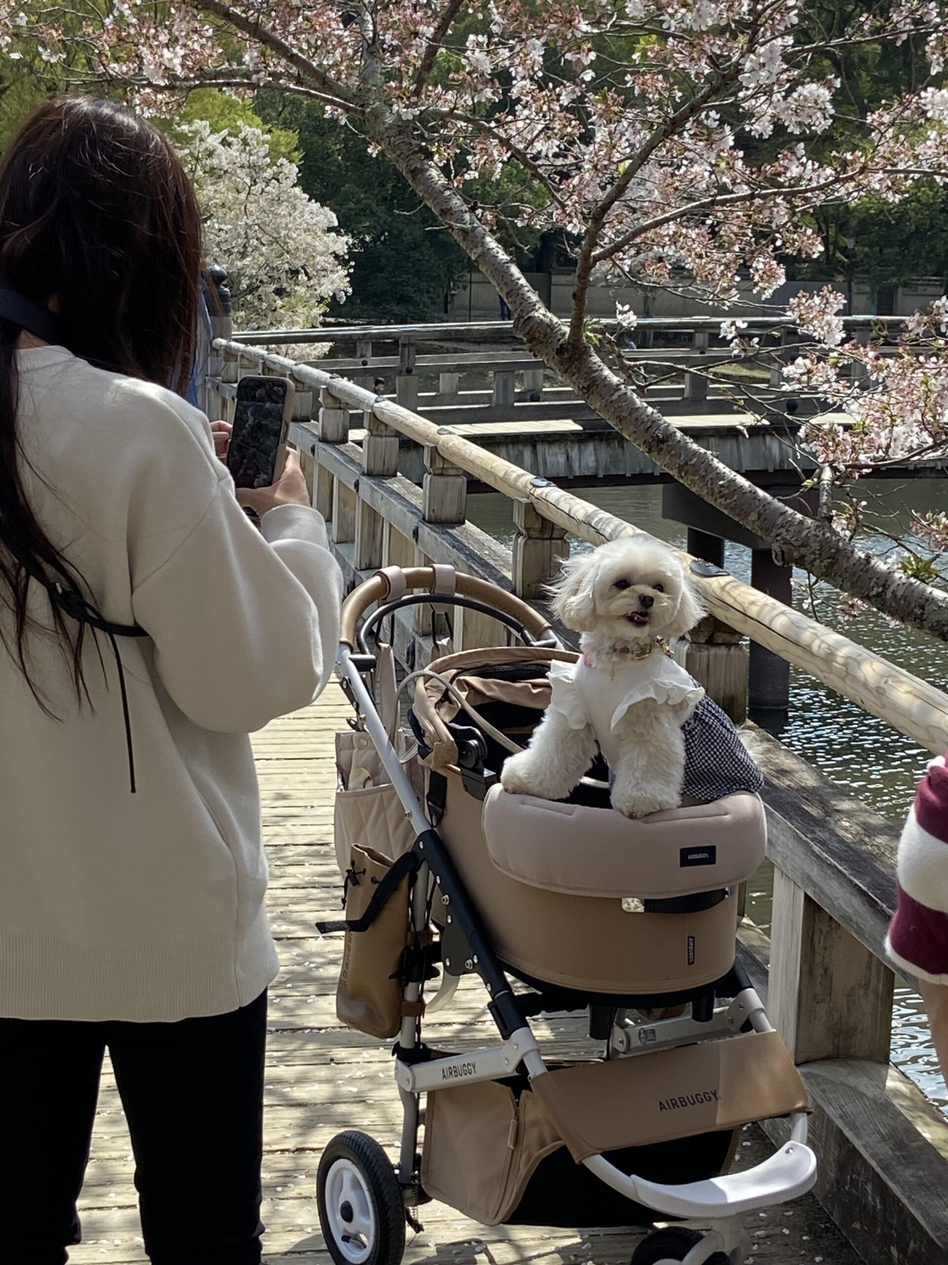 japan cherry blossoms japanese and their spoilt pet dogs pooches japanese dogs maltese kyoto nara deer park