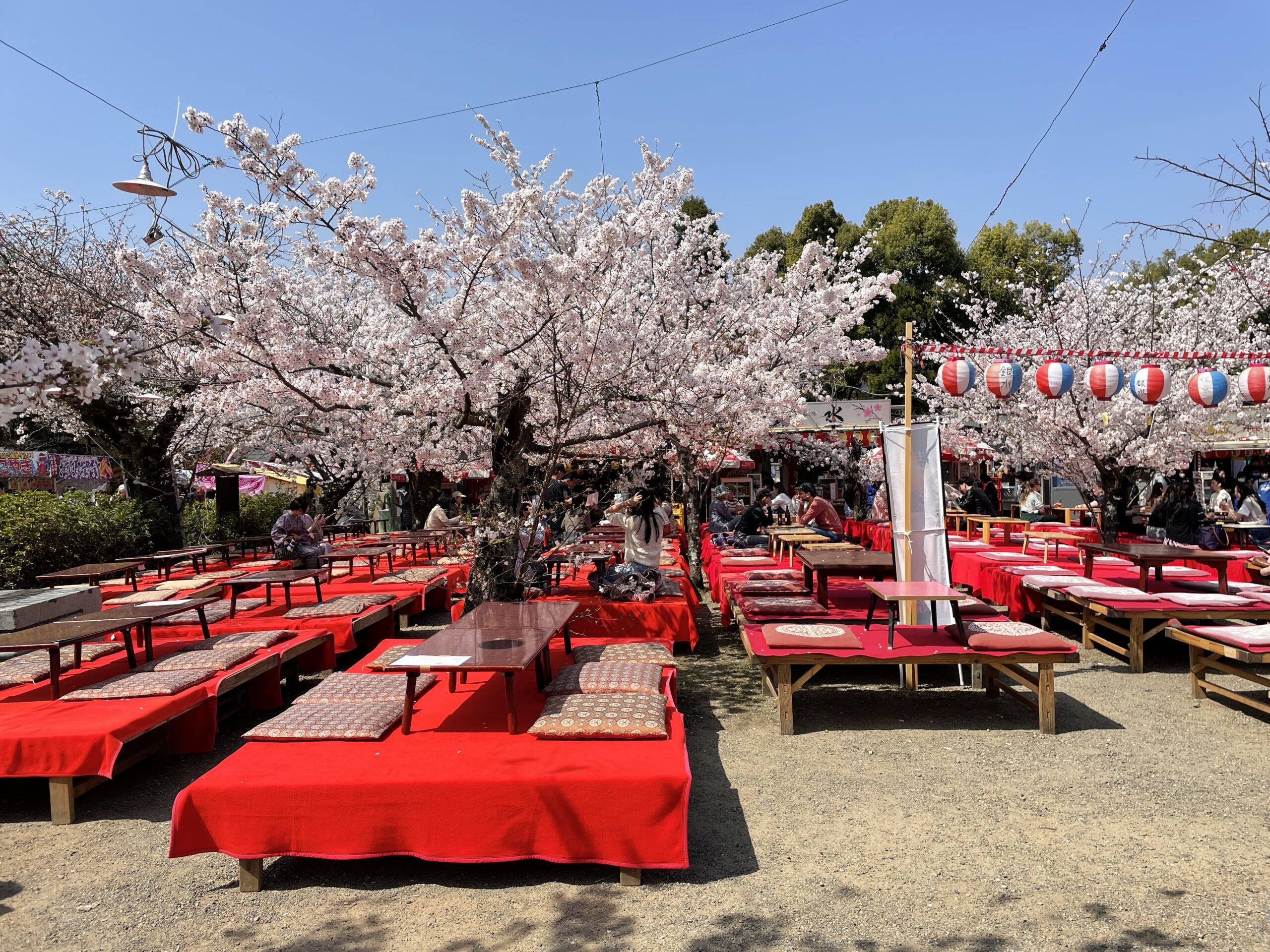 japan cherry blossoms photography location where to find them best photo spots kyoto tokyo osaka nara