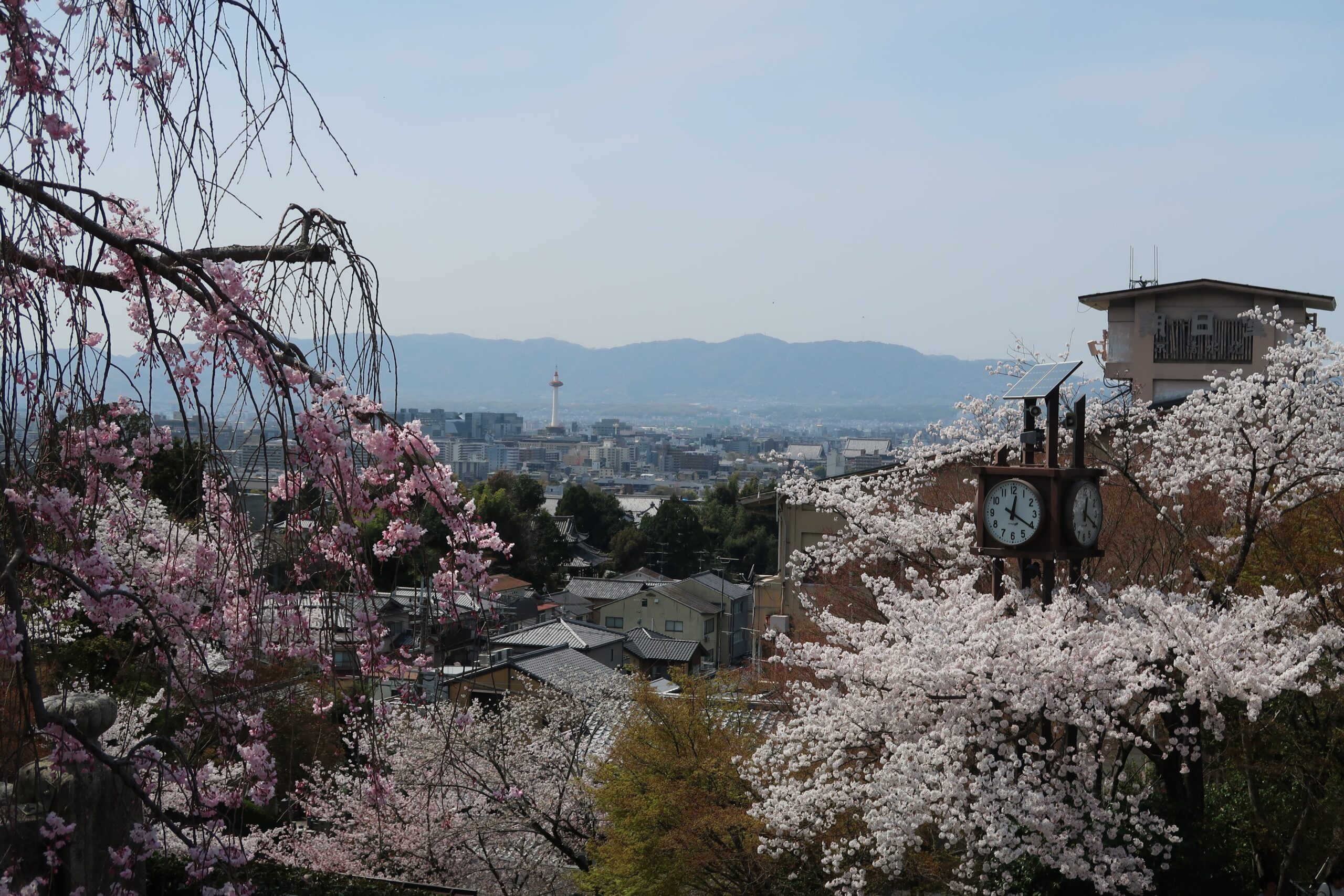 kyoto cherry blossoms photo spots where to see them best picture locations how to photograph cherry blossoms march april