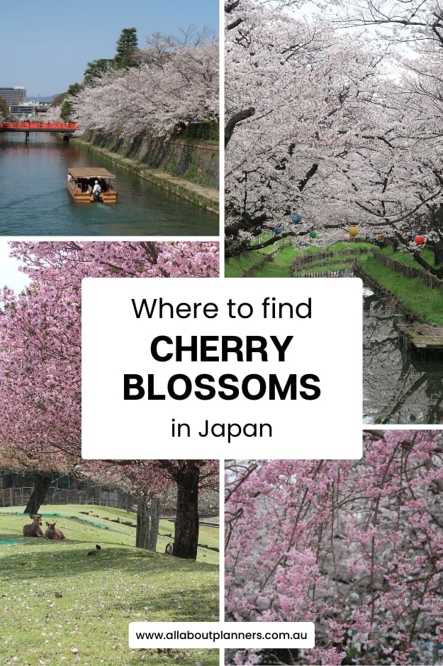 where to find cherry blossoms in japan best photo spot locations how to photograph cherry blossoms tokyo kyoto osaka