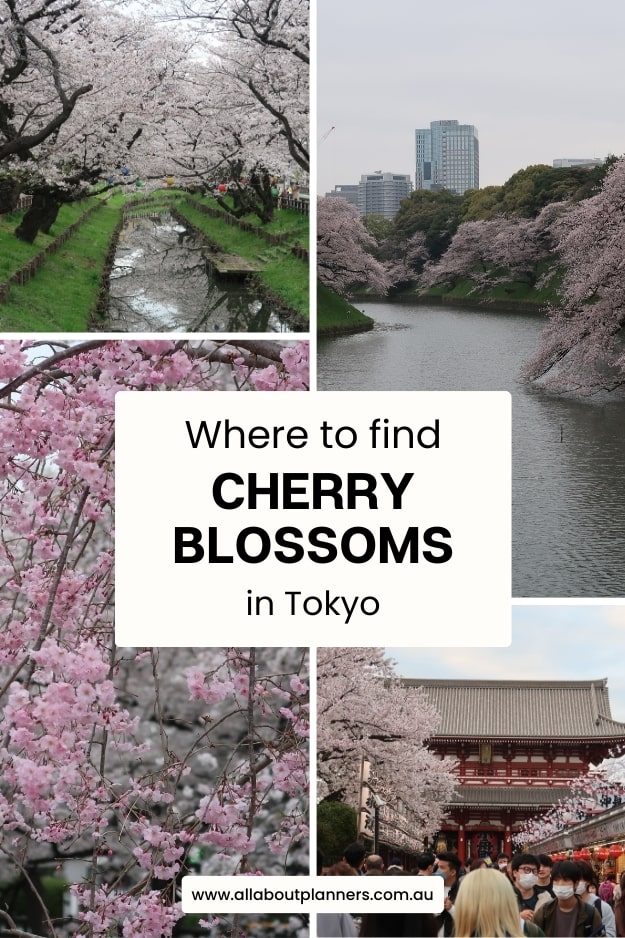 where to find cherry blossoms in tokyo how to photograph cherry blossoms kawagoe day trip templates spring weather