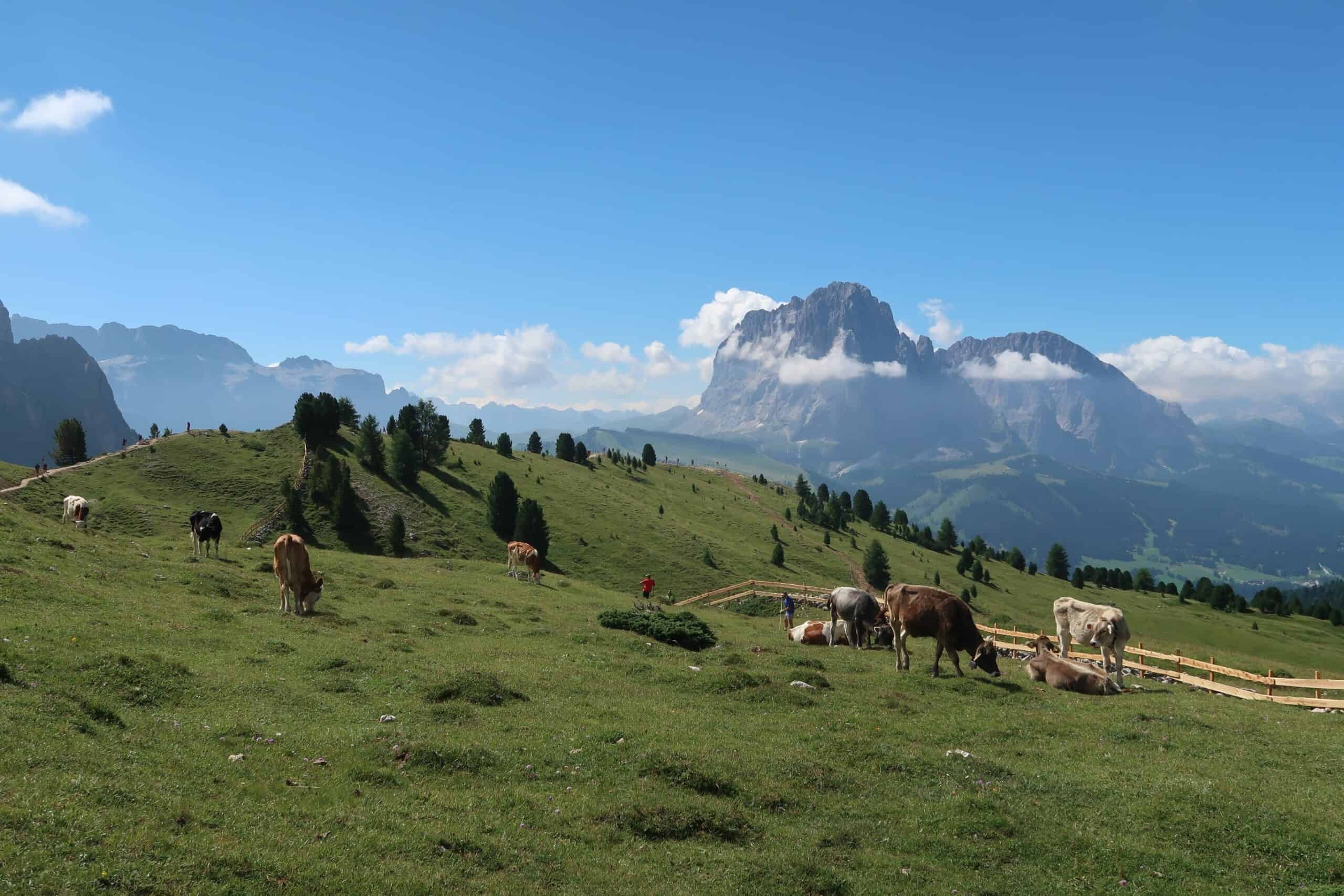 col raiser dolomites best chairlift gondola easy hikes from Ortisei Urtijëi where to see cowbells in the alps august weather scenic walks