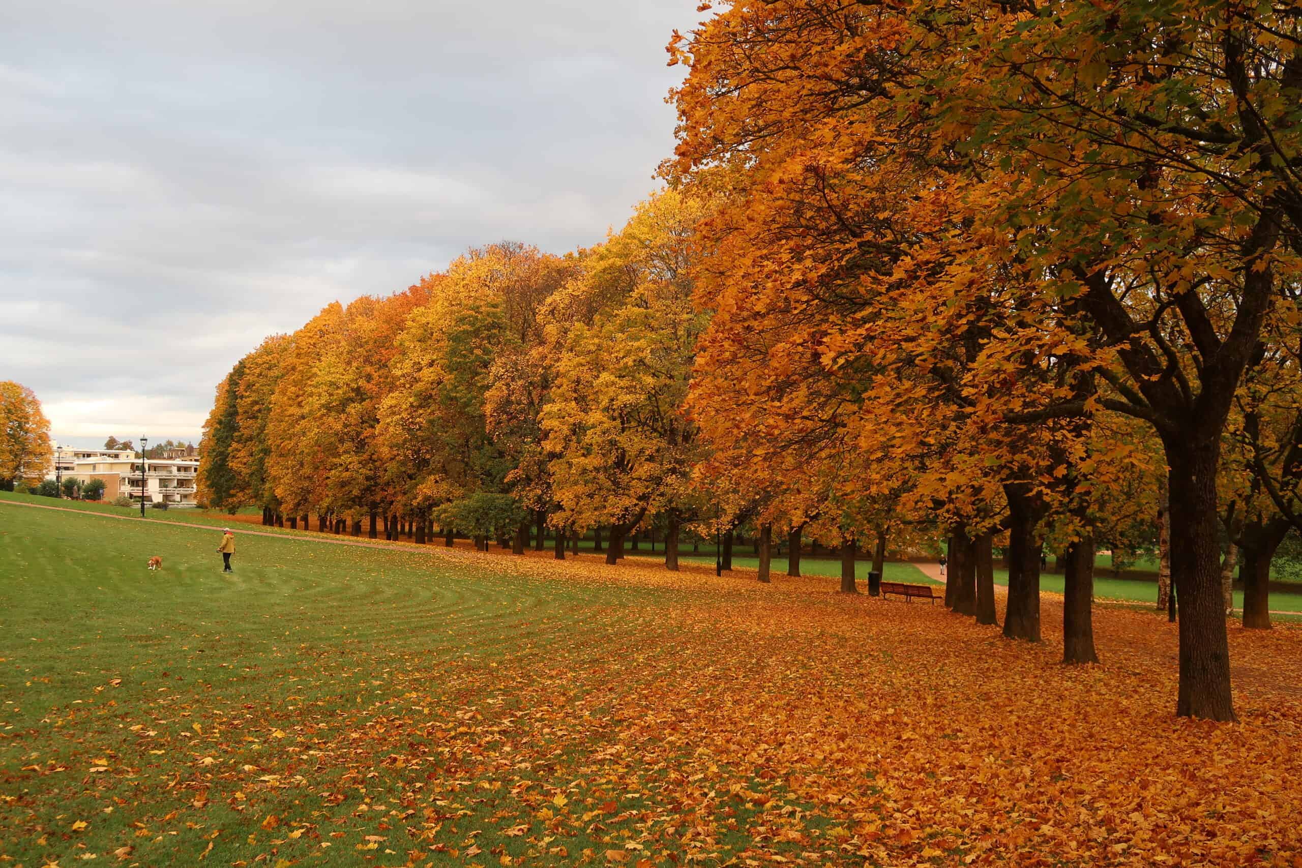 autumn foliage orange leaves in Vigeland Park, Oslo best places for autumn leaves fall foliage in norway oslo october